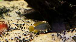 Besatz im Aquarium Rio Formoso