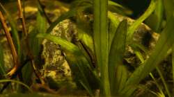 Besatz im Aquarium Rio Formoso