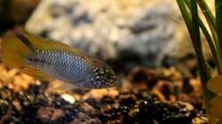 Besatz im Aquarium Rio Formoso