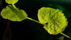 Sauerstoffbläschen nach Wasserwechsel