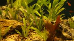 ein paar Echinodoren