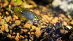 Besatz im Aquarium Rio Formoso