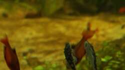 Besatz im Aquarium Rio Formoso