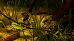 Pflanzen im Aquarium Rio Formoso