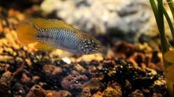 Besatz im Aquarium Rio Formoso