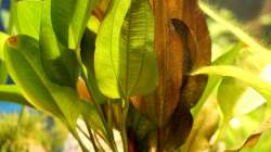 Pflanzen im Aquarium Rio Formoso