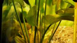 Echinodorus cordifolius