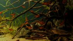 Aquarium Rio Formoso