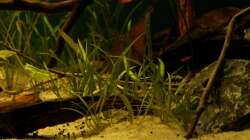 Pflanzen im Aquarium Rio Formoso