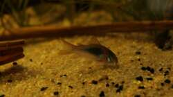 Besatz im Aquarium Rio Formoso