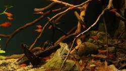 Besatz im Aquarium Rio Formoso