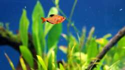 Besatz im Aquarium Rio Formoso