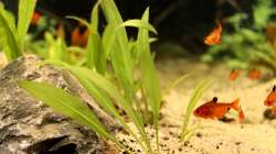 Pflanzen im Aquarium Rio Formoso