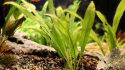 Pflanzen im Aquarium Rio Formoso