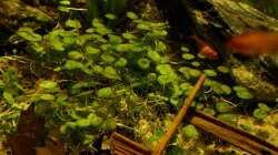 Hydrocotyle verticillata