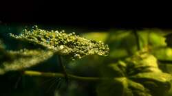 Pflanzen im Aquarium Rio Formoso