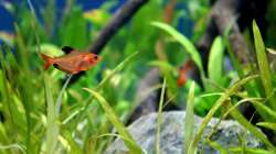 Besatz im Aquarium Rio Formoso