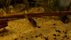 Besatz im Aquarium Rio Formoso