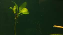 Pflanzen im Aquarium Rio Formoso