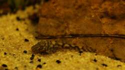 Besatz im Aquarium Rio Formoso