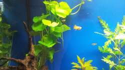 Hydrocotyle leulocephala