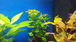 Pflanzen im Aquarium 110 L Gesellschaft