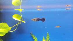 Schwangerer Guppy ;)