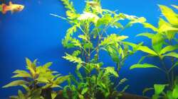 Pflanzen im Aquarium 110 L Gesellschaft