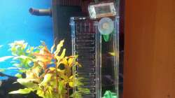 Dennerle CO2 160 Primus/thermometer