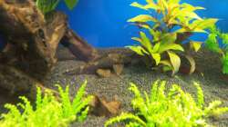 Brauner Antennenwels