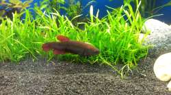 Kampffisch (Weibchen)