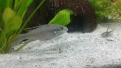 Purpurprachtbuntbarsch Männchen