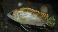Labidochromis sp. perlmutt (Männchen im Balzkleid)