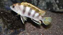 Eindrücke der Labidochromis sp. perlmutt