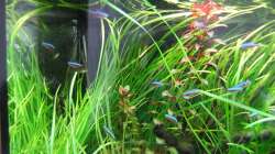 Pflanzen im Aquarium Juwel Rio 125