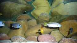 Besatz im Aquarium Malawibecken - aufgelöst
