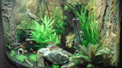 Dekoration im Aquarium Juwel Trigon 190