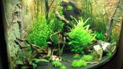 Pflanzen im Aquarium Juwel Trigon 190