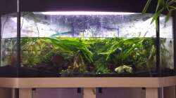 Aquarium Deltabecken