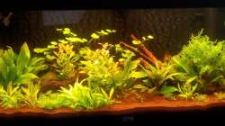 Beckenstart - Februar/März 2012