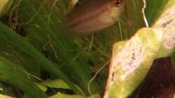 Trichogaster chuna (Weibchen) - April 2012