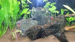 Beckenstart - Februar 2012