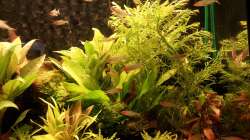 Hemigrammus bleheri - Februar/März 2012