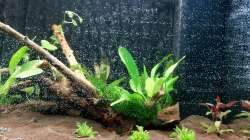 Beckenstart - Februar 2012