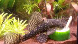 Ancistrus sp. - März 2012