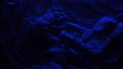 Mondlicht Simulation (4)