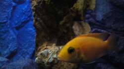 Aulonocara Red Orchidee (eines von zwei Weibchen) 