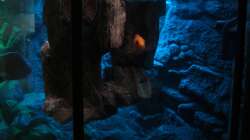 Aquarium Perspektive (06.06.2012)