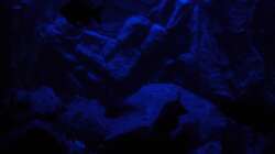 Mondlicht Simulation (8)