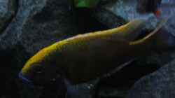 Nimbochromis Venustus Bock (Bild1)